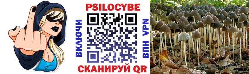 Купить где  Юрюзань  Псилоцибиновые грибы Psilocybe 